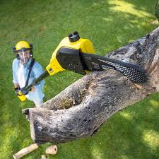 Best Commercial Tree Services  in Lakeland, FL